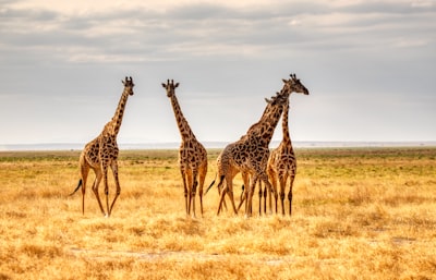 Drie giraffen op de savanne