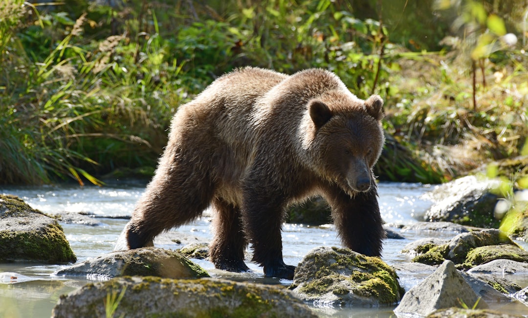 Grizzlybeer loopt door een rivier