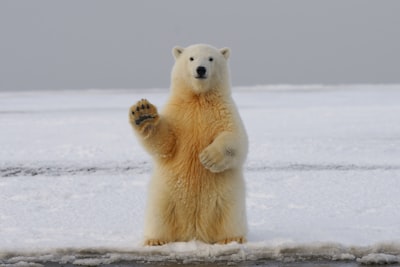 IJsbeer op sneeuw