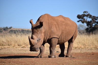 Neushoorn op open veld
