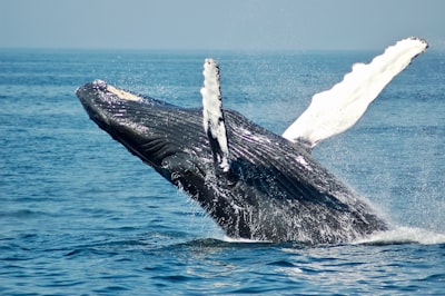 Bultrug die doorbreekt uit de oceaan