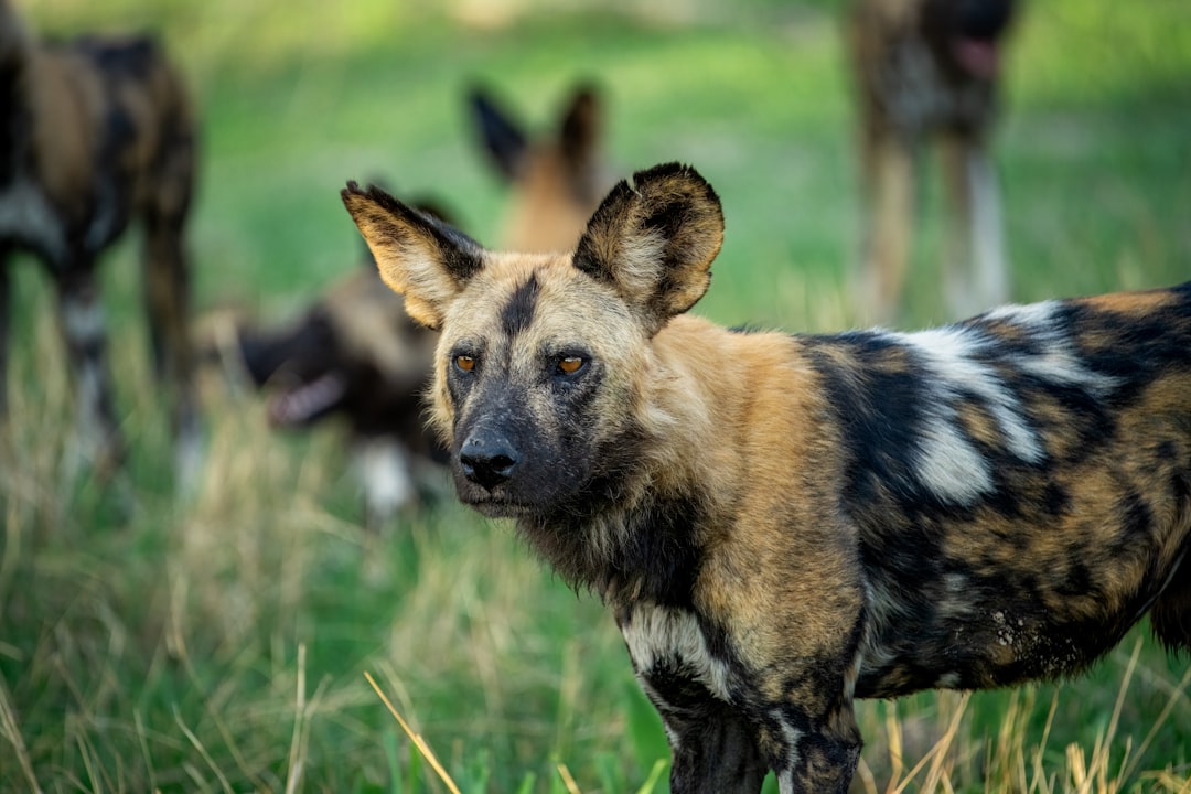 Roedel Afrikaanse wilde honden in grasveld