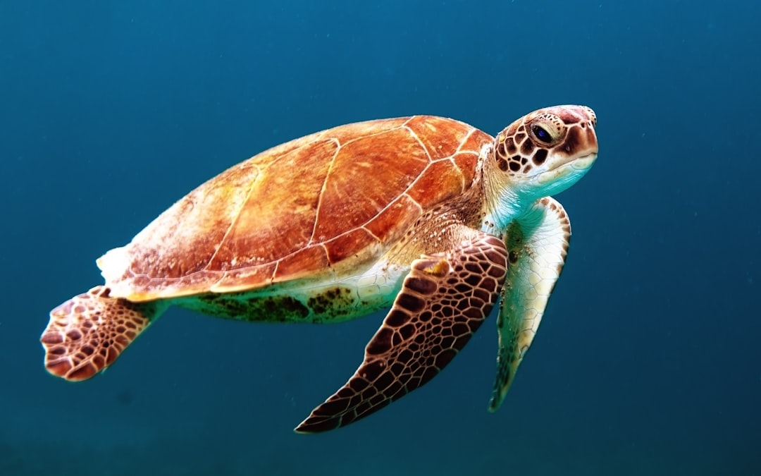 Zeeschildpad zwemt onder water