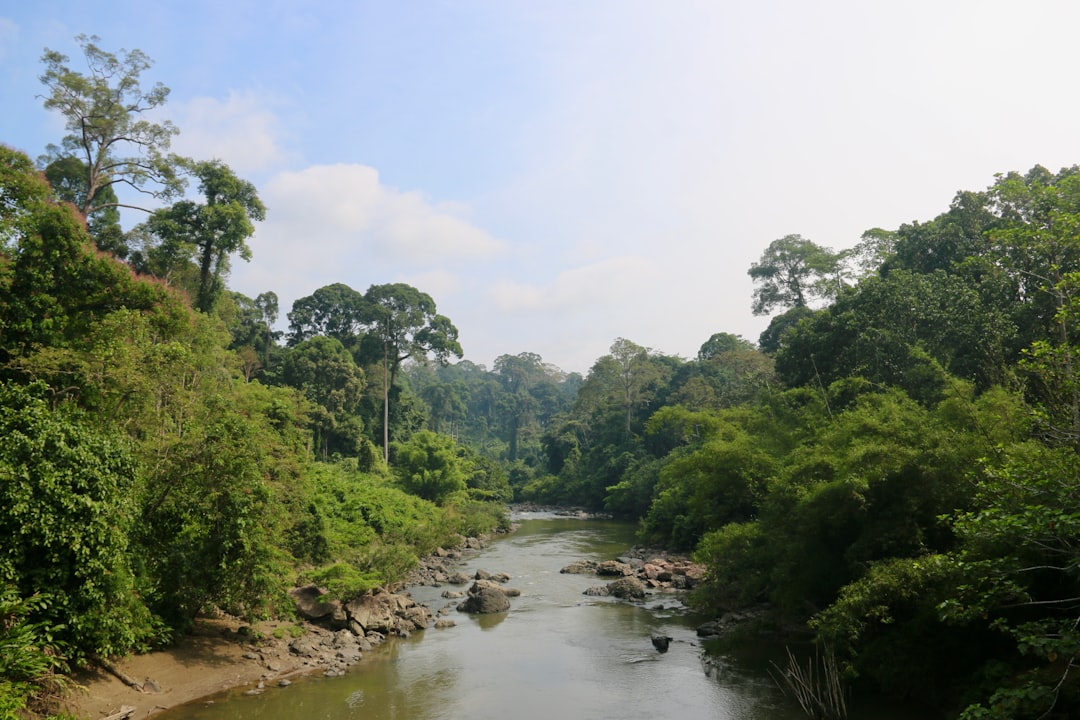 Rivier door regenwoud op Borneo